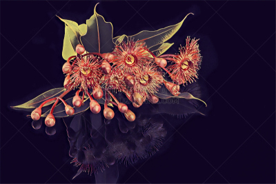 绘画插图,花束,叶子,桉树,创造力,高雅,花蕾,美,艺术,水平画幅