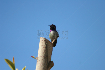 黑颏蜂鸟,菲尼克斯市,凤凰,蜂鸟,电缆,自然,天空,野生动物,美国,水平画幅