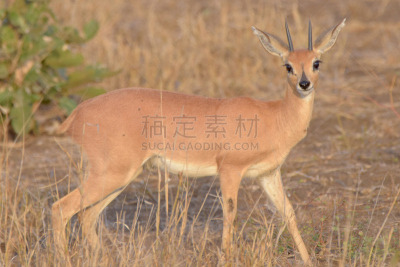 斯坦公羊,南非,克鲁格国家公园,非洲,野生动物,狩猎动物,图像,哺乳纲,野外动物,宏伟