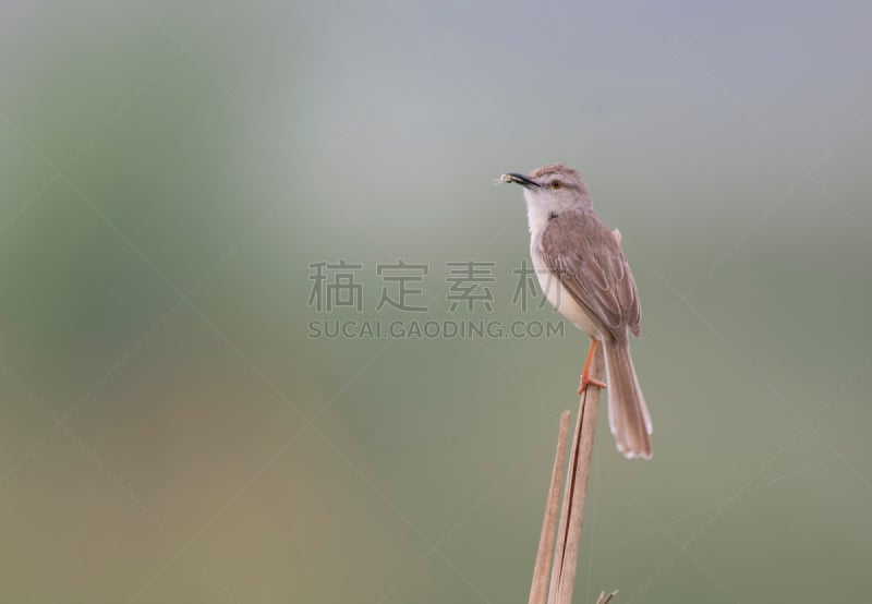 平原,鹪莺,热带鸟,褐色,水平画幅,沙巴州,鸣鸟,早晨,动物身体部位,野外动物