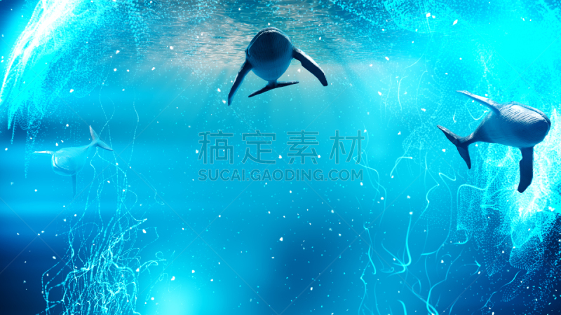 鲸,水,蓝色,旅游目的地,平视角,自然,人,野生动物,图像,海洋