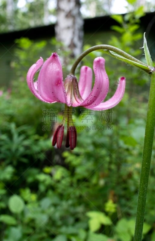 百合花,森林,前景聚焦,狭窄的,居住区,垂直画幅,美,褐色,枝繁叶茂,无人