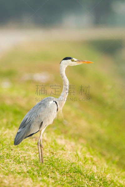 灰色苍鹭,注视镜头,垂直画幅,美,停泊的,旷野,摩尔人风格,家禽,美人,鸟类