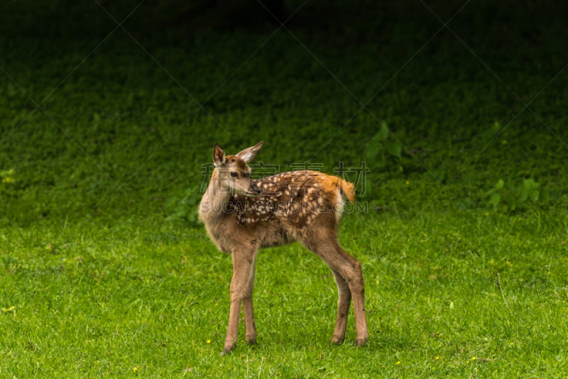 马鹿,bialowieza forest,小牛,自然荒野区,野生动物,水平画幅,无人,欧洲,原野,野外动物