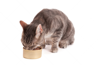斑纹猫,正面视角,水平画幅,白色,猫,短毛猫,罐头,条纹,短发,食品