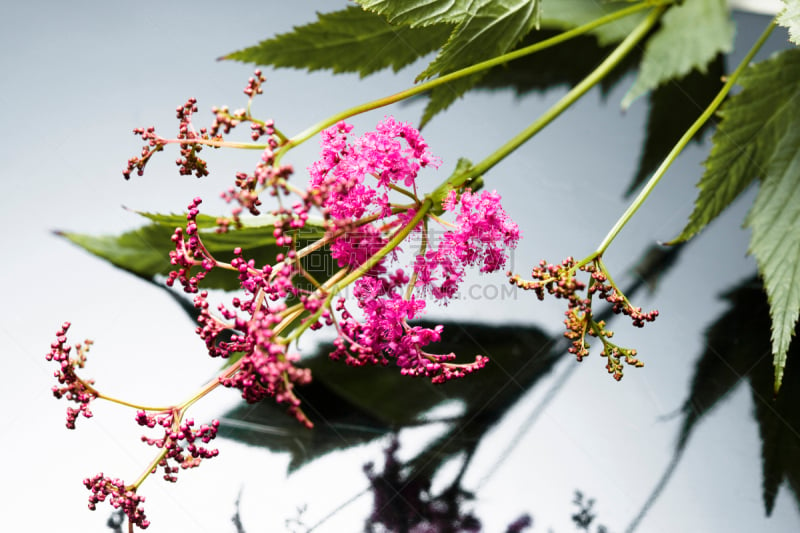 缬草属植物,插花术,失眠症,水平画幅,无人,日本,蘑菇,东亚,草本,植物