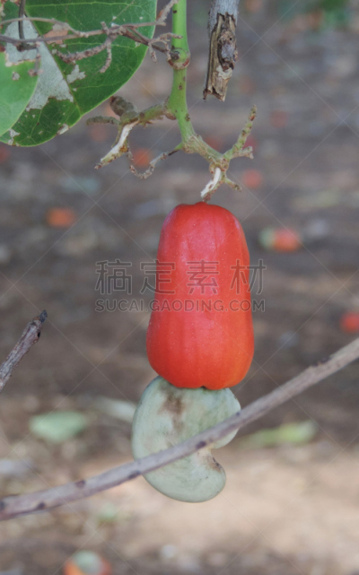 鸡尾酒,垂直画幅,素食,农业合作社,热带雨林,户外,皮奥伊州,农作物,田地,烤的