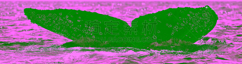 座头鲸,尾鳍,濒危物种,海洋生命,野生动物,环境,墨西哥,哺乳纲,生物,动物