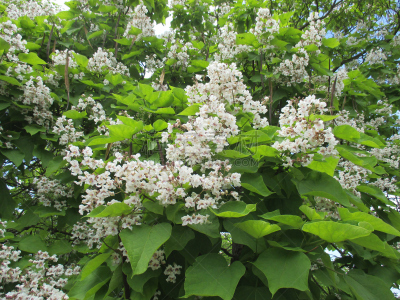 水平画幅,无人,芳香疗法,香熏油,花朵,法国,落叶树,摄影,花