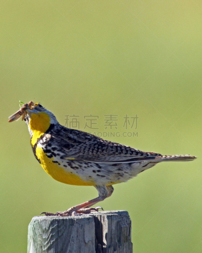 西部草地鹨,看,垂直画幅,草地鹨,无人,鸟类,北美歌雀,摄影,栖息