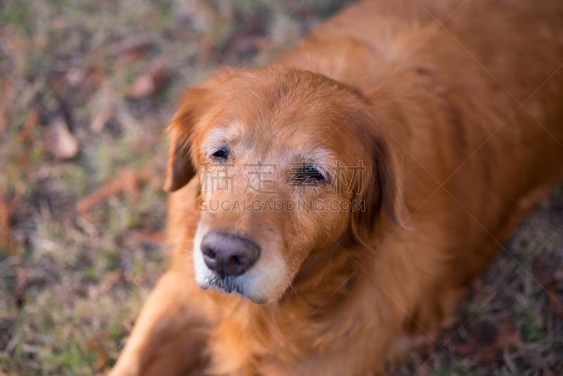 金毛寻回犬,16岁到17岁,查尔斯顿,寻回犬,水平画幅,特写,动物主题,友谊,叶子,狗