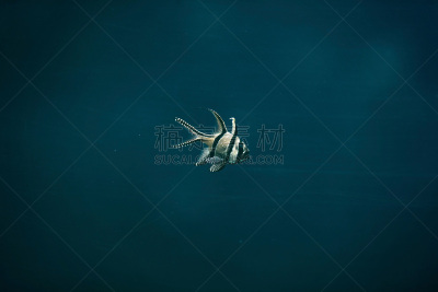 水族馆,条纹,鱼类,小的,黑色,黄色,天竺鲷,礁石,珊瑚,游泳