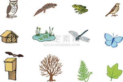 自然,野生动物保护区,普通蝾螈,欧洲林蛙,蝾螈,欧洲蕨,画眉,野生动物,环境,青蛙