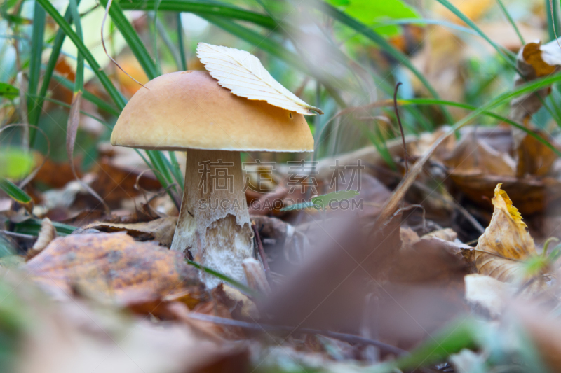 森林,蘑菇,美味牛肝菌,菌丝,胡椒牛肝菌,porcini mushroom,美,褐色,水平画幅,素食