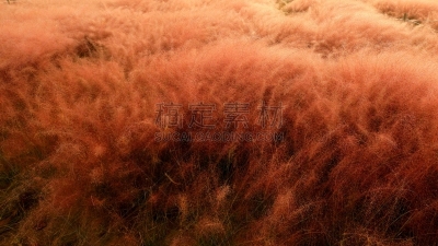 草,粉色,环境,公园,韩国,乱子草属,朝鲜半岛,植物,背景,户外