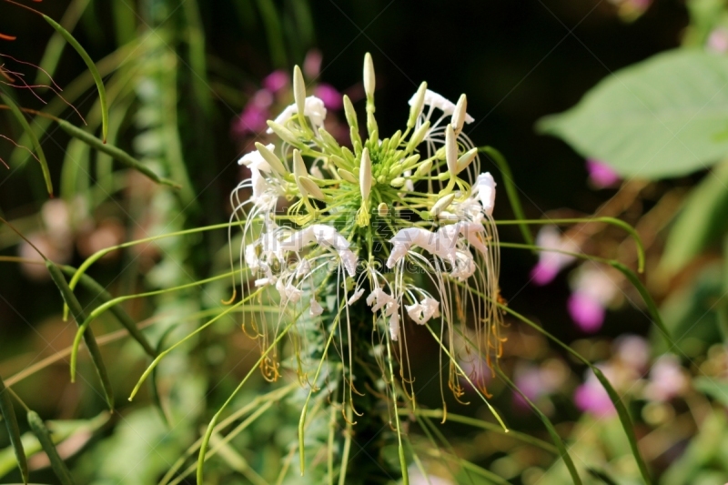 醉蝶花,暗色,雄蕊,背景,开花植物,白色,一年生植物,叶子,开端,花