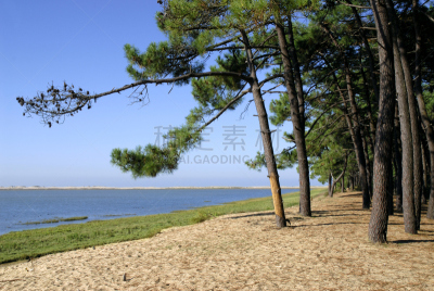 海滩,法国,洛杉矶,松树,沙杭特行,水平画幅,绿色,沙子,无人,维埃纳