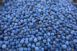 水果,蓝莓,清新,篮子,水平画幅,秋天,酸味,蓝色,有机食品,浆果