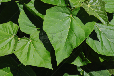 泡桐,高视角,叶子,异国情调,水平画幅,枝繁叶茂,无人,天鹅绒,特写,部分