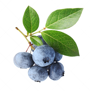 蓝莓,嫩枝,垂直画幅,素食,无人,特写,白色,枝,清新,大特写