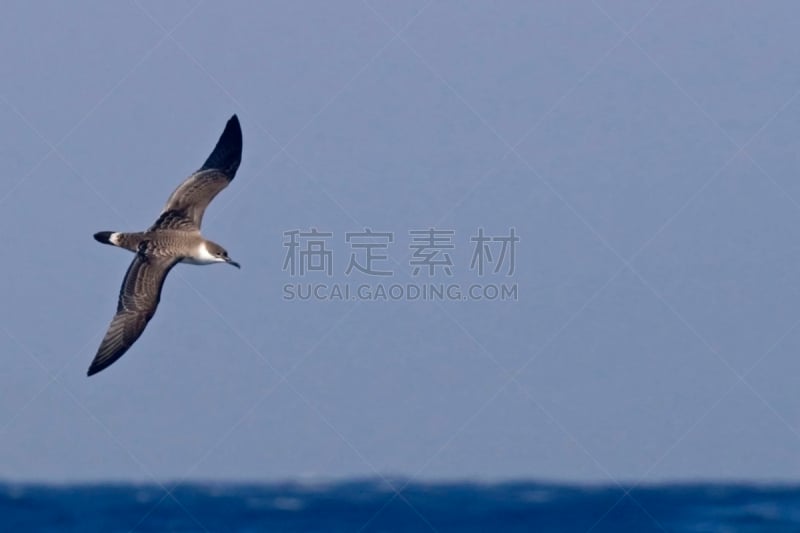 水剃鸟,非凡的,水,气候,水平画幅,动物身体部位,户外,冬天,海鸟,自然