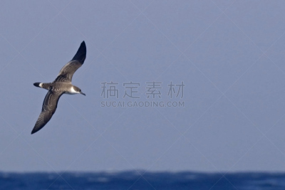 水剃鸟,非凡的,水,气候,水平画幅,动物身体部位,户外,冬天,海鸟,自然