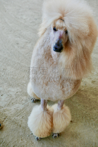 贵宾犬,训服,遛狗师,纯种犬,宠物项圈,受过训练的狗,狗,个人卫生用品,与众不同