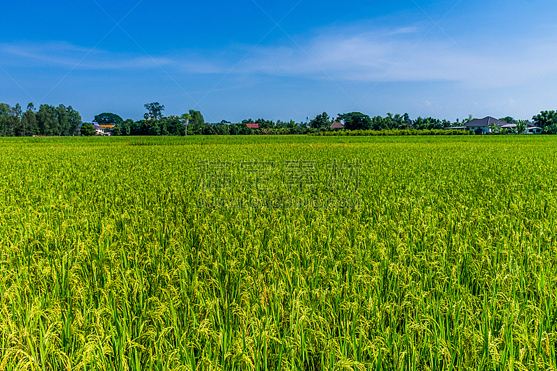 泰国,农业,自然,天空,水平画幅,绿色,无人,户外,农作物,田地