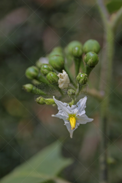 茄科植物,茄子,豌豆,茄科,茄科双子叶植物,垂直画幅,植物,无人,多年生植物,忍耐力