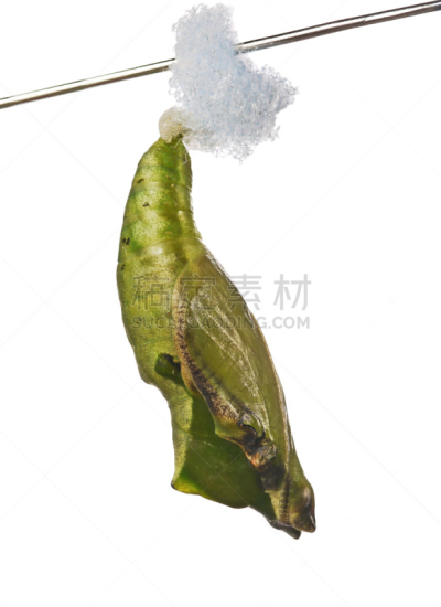 棍,茧,蝴蝶,白色背景,海洋,分离着色,波浪,垂直画幅,车背,白色