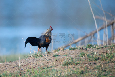 红原鸡,灰色,动物喊叫,水平画幅,家禽,符号,鸟类,热带雨林,珠宝,户外