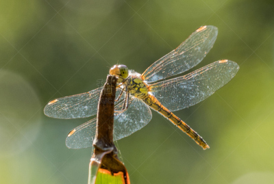 southern hawker dragonfly,蜻蜓,水平画幅,无人,大特写,昆虫,德国,摄影