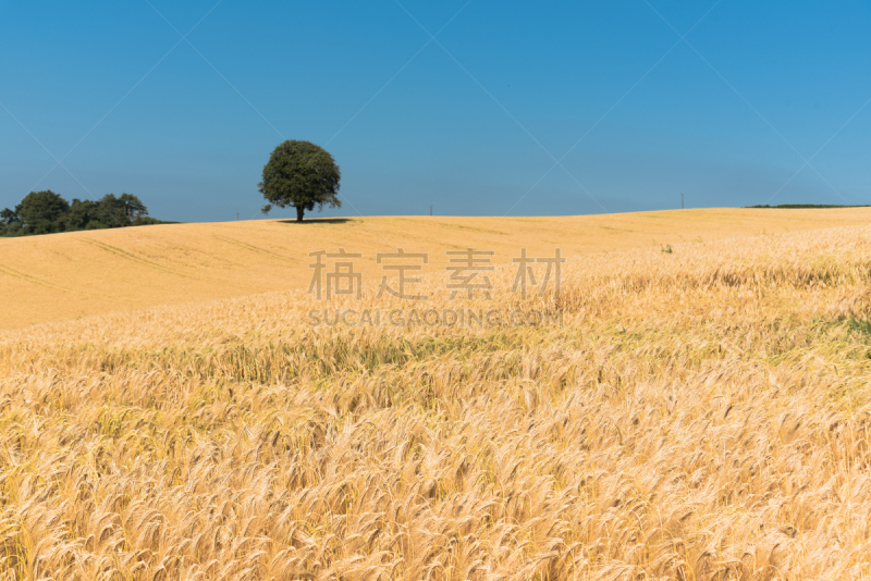 天空,威尔士,田地,黄金,蓝色,小麦,在下面,背景,树,对焦