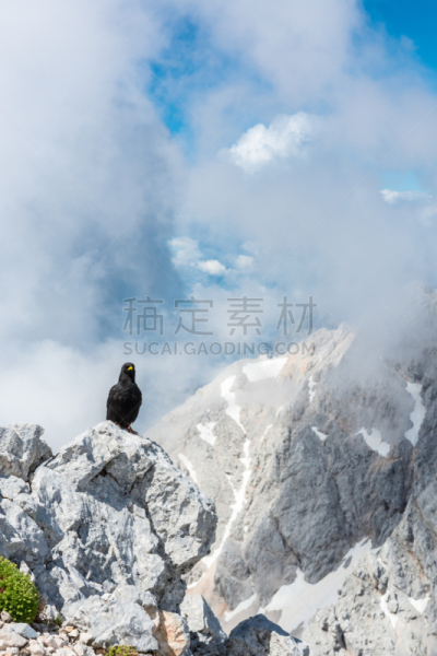 阿尔卑斯山红嘴山鸦,岩石,山鸦,乌鸦,自然,垂直画幅,野生动物,鸟类,户外,特写