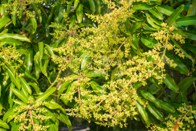 农业,热带水果,芒果,概念,蔬菜,清新,菜园,热带气候,食品,环境