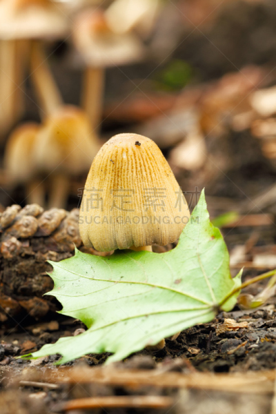 蘑菇,有毒生物体,鸊鷉,菌丝,伞形毒菌,植物叶柄,毒蘑菇,垂直画幅,褐色,无人