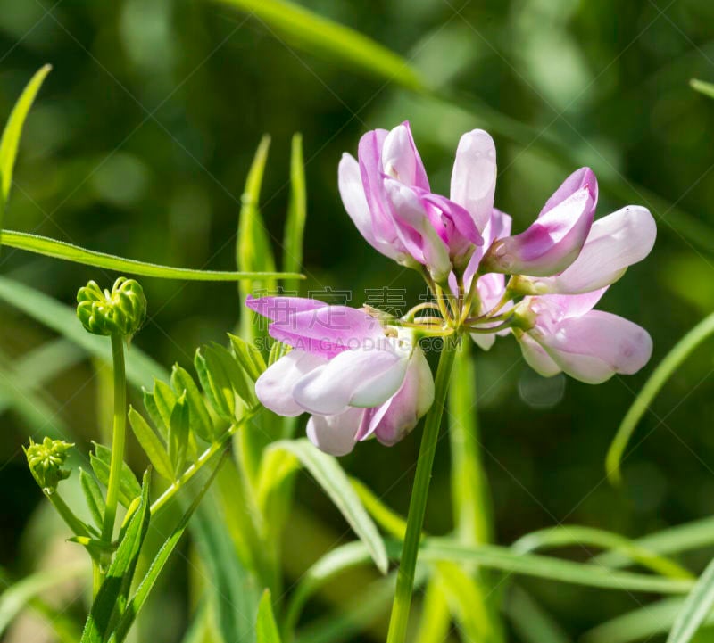 植物园,小寇花,克里特岛,水平画幅,无人,夏天,野生植物,特写,野花,希腊