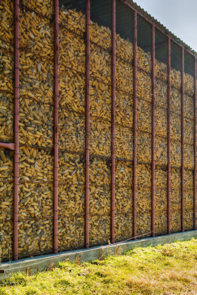 garner for corn