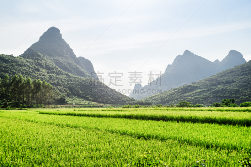 桂林,风景,地形,中国,阳朔县,阳朔,稻田,种植园,东,稻