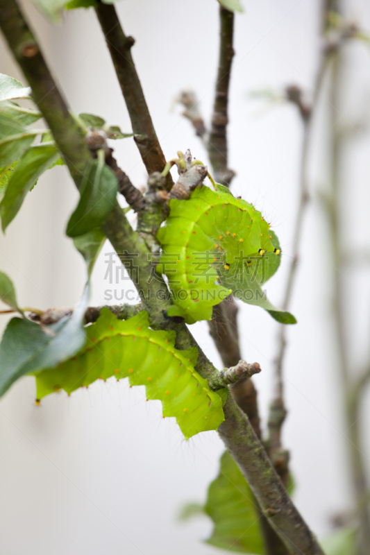 蚕,巨大的,蛾毛虫,波吕斐摩斯蛾,桑树,垂直画幅,褐色,无人,户外,特写