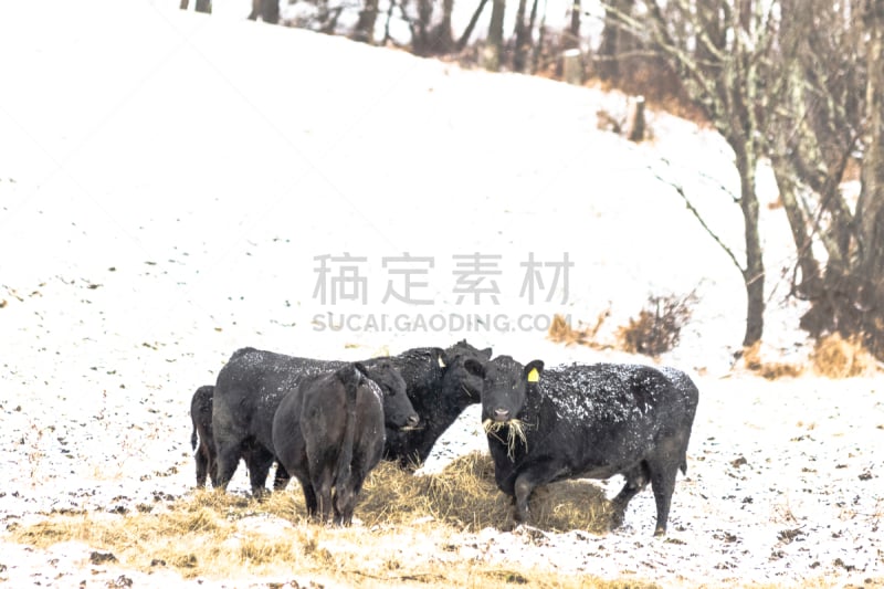 雪,干草,黑安格斯牛,农业,食草动物,寒冷,环境,哺乳纲,牛,农场