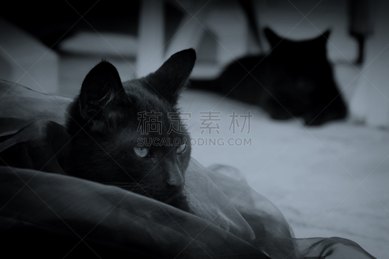 野生猫科动物,两只动物,黑色,水平画幅,动物身体部位,人的眼睛,希腊,猫,技术