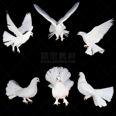 鸽子,动物手,白色,自然,野生动物,符号,鸟类,纯净,动物身体部位,翅膀