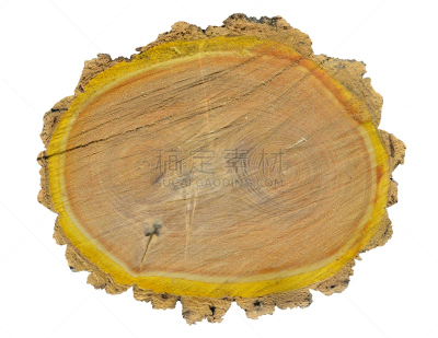 cork tree,横截面,数字12,褐色,水平画幅,户外,特写,俄罗斯,树干,纹理
