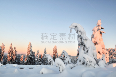 早晨,冬天,西摩山,自然,松树,水平画幅,雪,无人,曙暮光,户外
