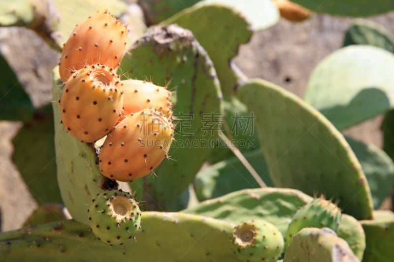 水果,西西里,意大利,仙人球,植物属性,水平画幅,无人,giant prickly pear cactus,荆棘,特写