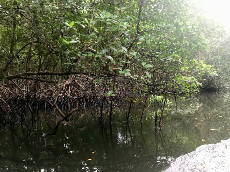 鸟类,沼泽,特立尼达岛,湿地,船,岛,加勒比海,多巴哥岛,红树,安全