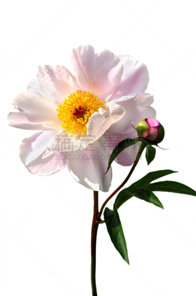 牡丹,自然,垂直画幅,绿色,无人,夏天,花蕾,白色,植物,彩色图片