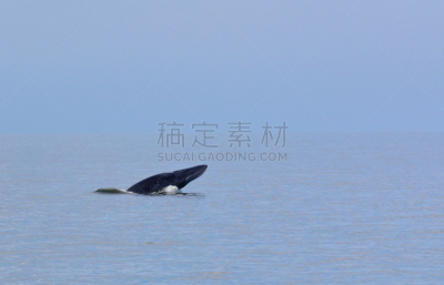 鲸,天空,美,长须鲸,水平画幅,巨大的,野外动物,户外,下巴,生物学