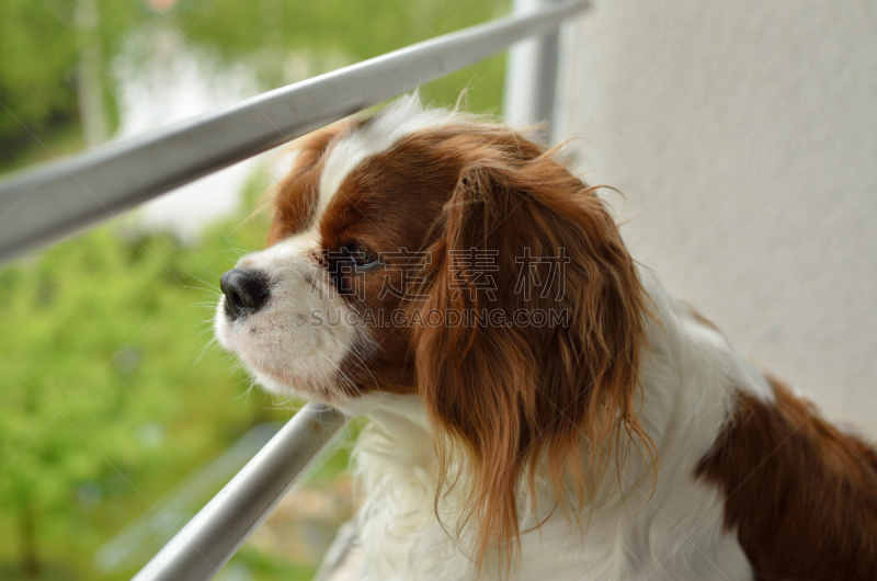 查理王小猎犬,褐色,水平画幅,骑士,智慧,布伦海姆宫,动物身体部位,友谊,看,成年的